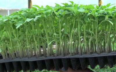 ¿Cuánto tarda en germinar una semilla?