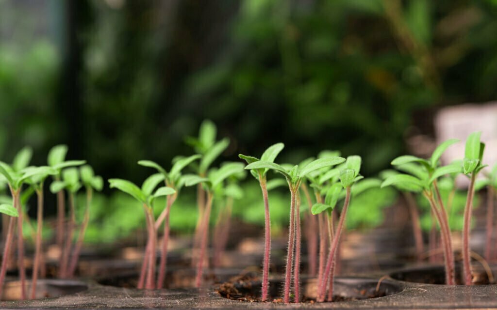 Cuánto tarda en germinar una semilla ecológica