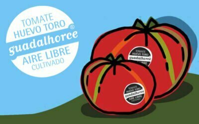 El delicioso tomate Huevo de Toro: calidad y sabor excepcionales