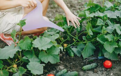 Viveros en Coín, ¿dónde comprar plantas y semillas?