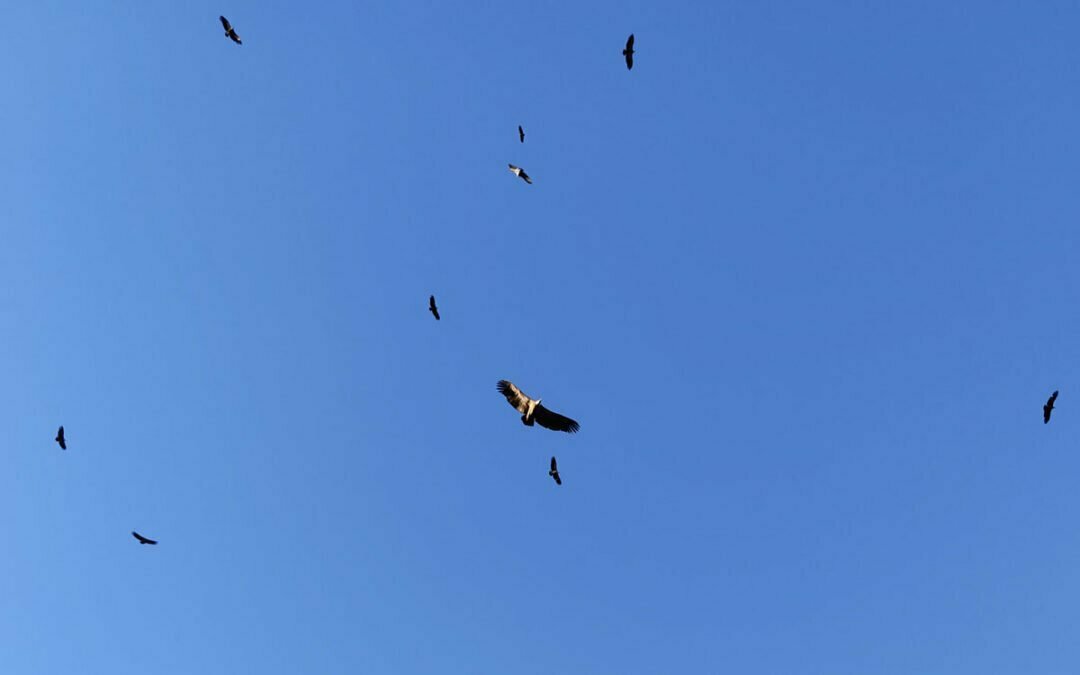 Aves en Málaga