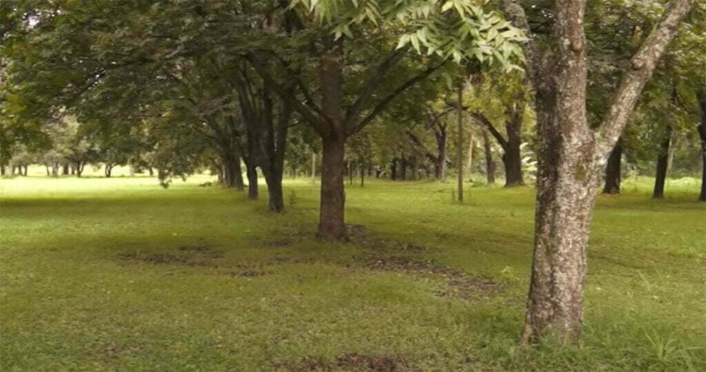 árbol pecán de la nuez pacana