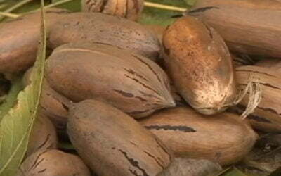 Las nueces pacanas en el Valle del Guadalhorce