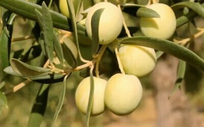 Aceituna Aloreña ecológica frente a la convencional