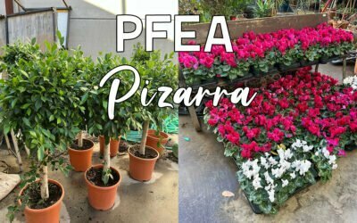 Ayudas PFEA en Pizarra para tres proyectos