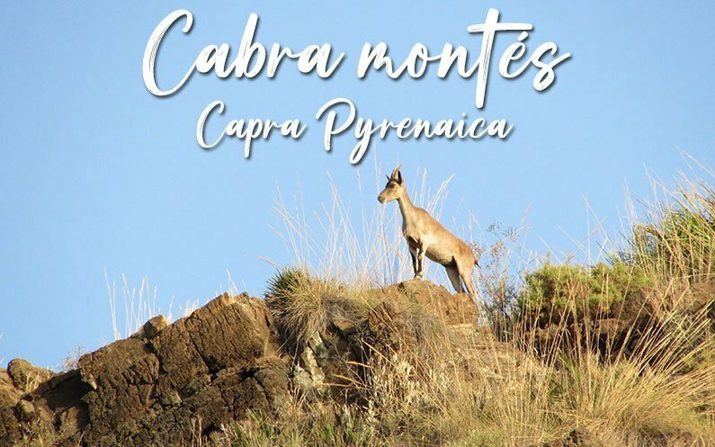 Cabra montés capra pyrenaica íbice ibérico