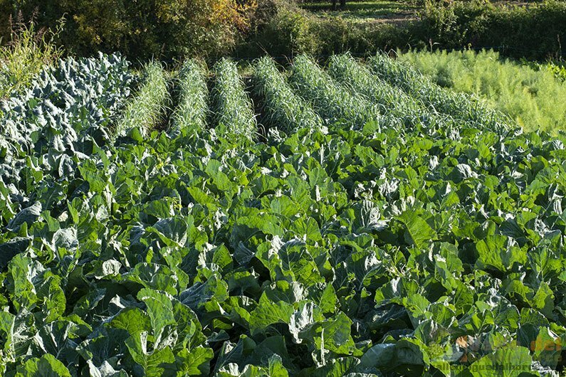 diferencia entre agricultura ecológica y orgánica