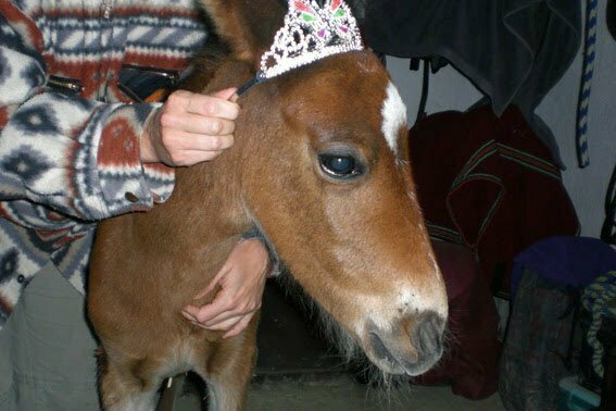 Reina Todos los Caballos del Mundo