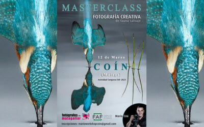 Masterclass de fotografía creativa de fauna salvaje