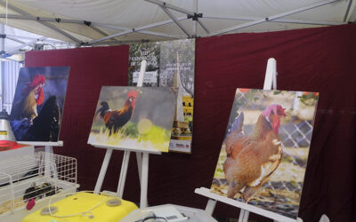 III Concurso de Fotografía de la Exposición de Gallinas Sureñas en Coín