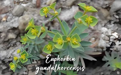 Euphorbia guadalhorcensis, descubren una nueva planta en el Valle del Guadalhorce