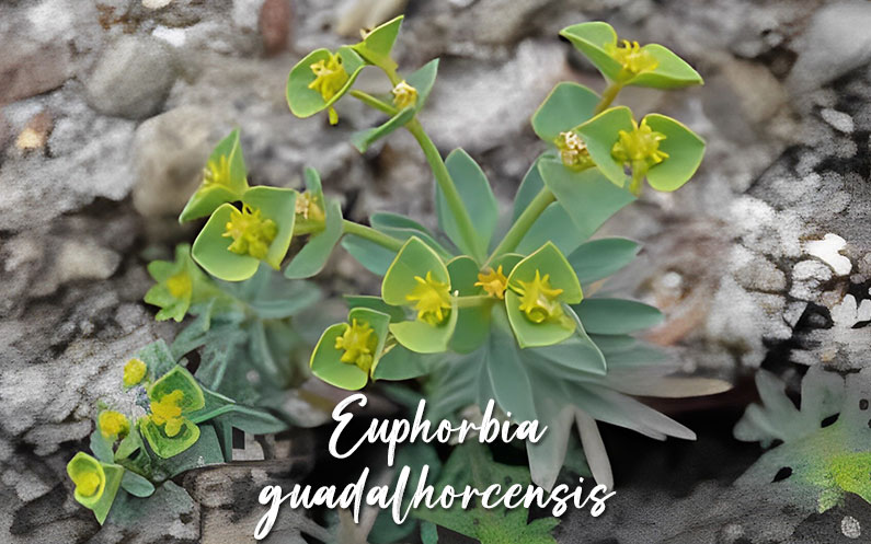 Euphorbia guadalhorcensis UMA Málaga