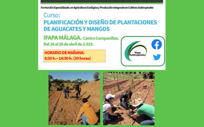Plantaciones de aguacates y mangos, diseño y planificación en IFAPA Málaga