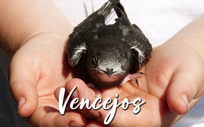 vencejo