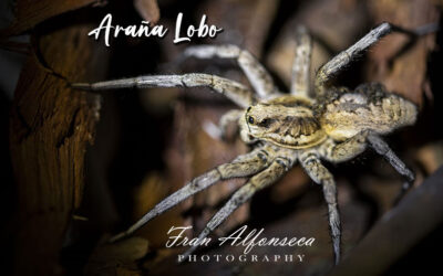 Araña lobo (Lycosa tarantula) del Valle del Guadalhorce
