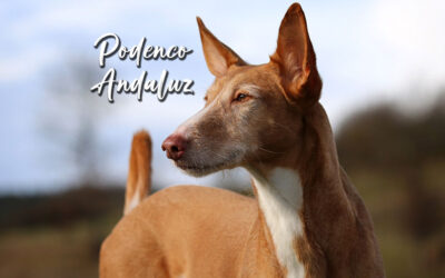 Podencos Andaluces: el perro de caza español por excelencia
