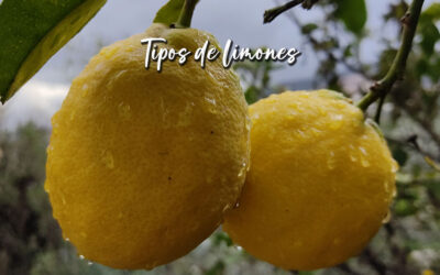 Tipos de limones: descubre cuál es el mejor para cada receta