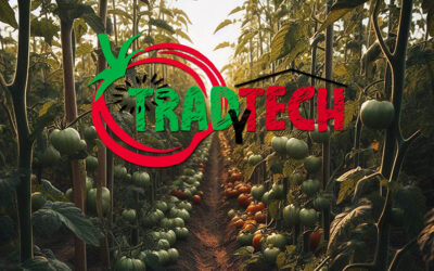 Tradytech: Mejorando la productividad y sostenibilidad del cultivo de tomate en el Valle del Guadalhorce