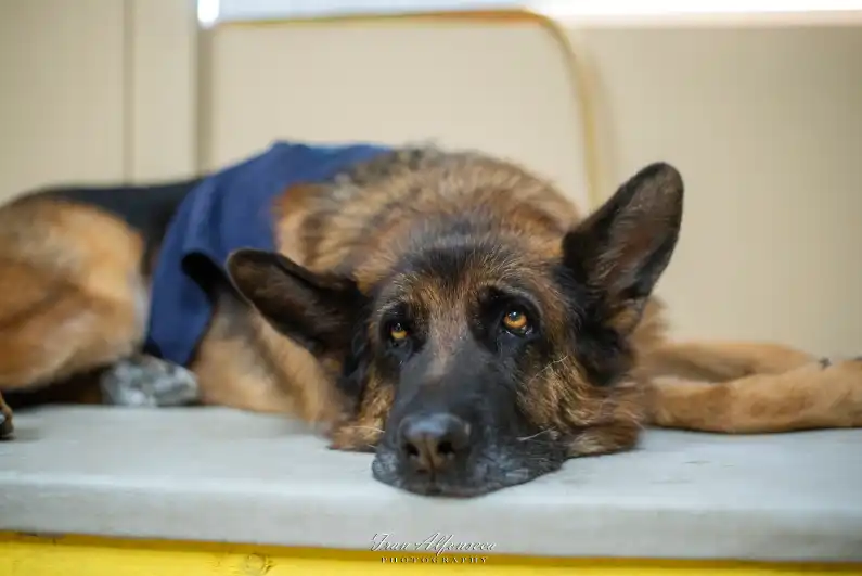 terapia con perros en Coín