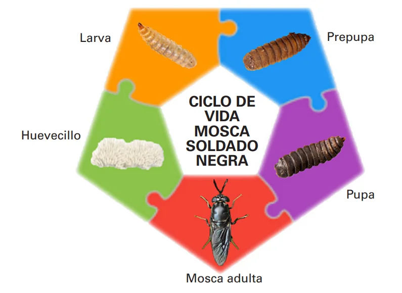  Diagrama de las fases del ciclo de vida de la mosca soldado negra. Fuente: e