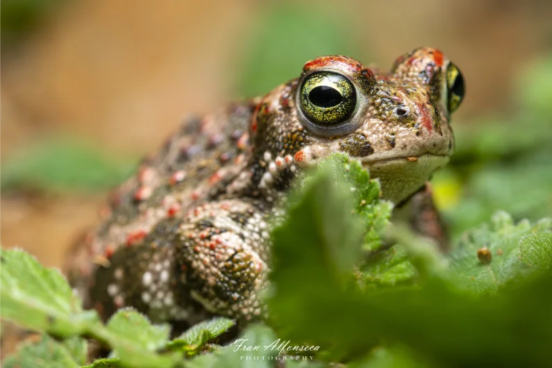 Epidalea calamita o Bufo calamita