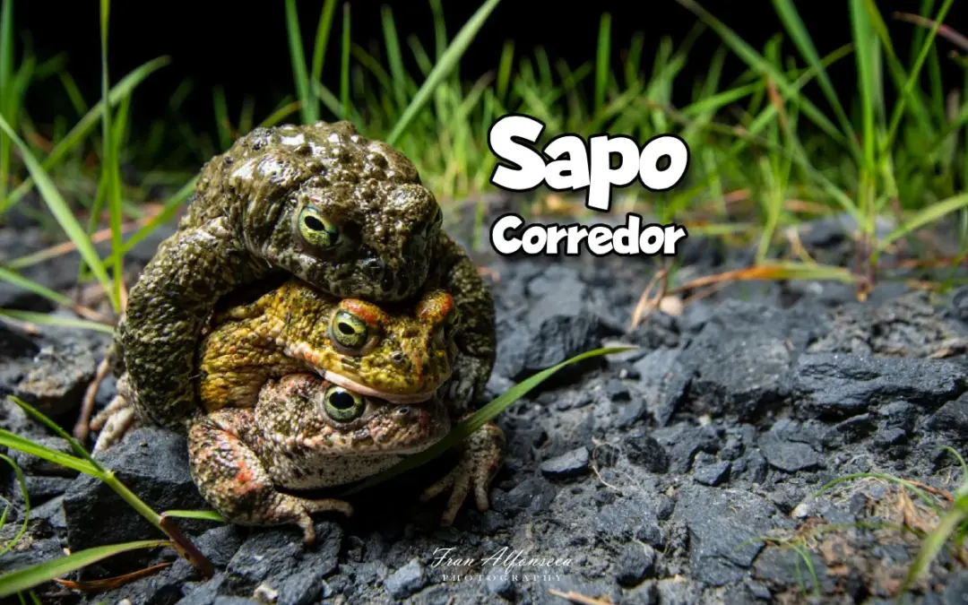 sapo corredor