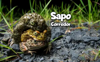 Sapo corredor: El anfibio de la Península Ibérica