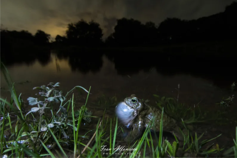 sapo por la noche en una charca