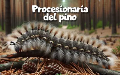 Procesionaria del pino: Guía completa para combatir esta plaga