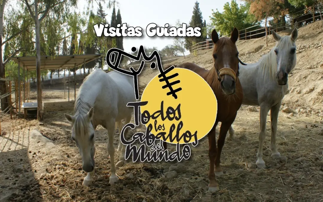 Visitas Santuario Todos los Caballos del Mundo