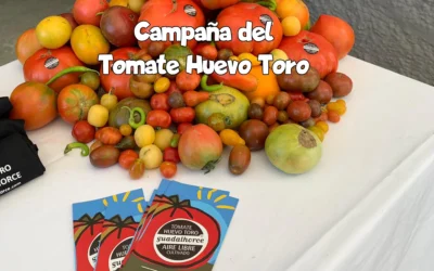 Campaña del Tomate Huevo Toro 2024: Un impulso al producto estrella del Valle del Guadalhorce