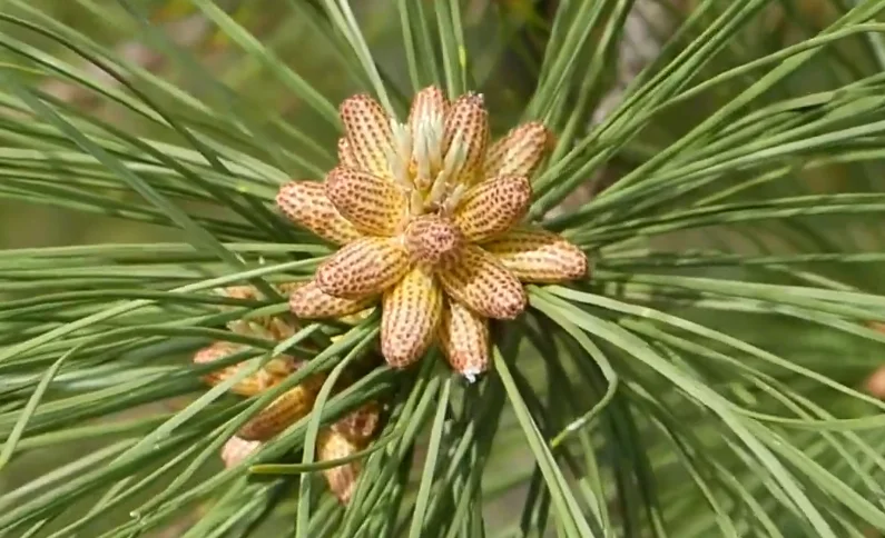 Conos y hojas de pinos