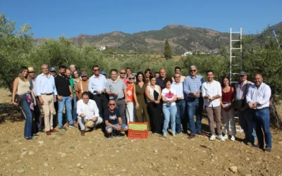 Campaña 2024 de verdeo de la Aceituna Aloreña de Málaga