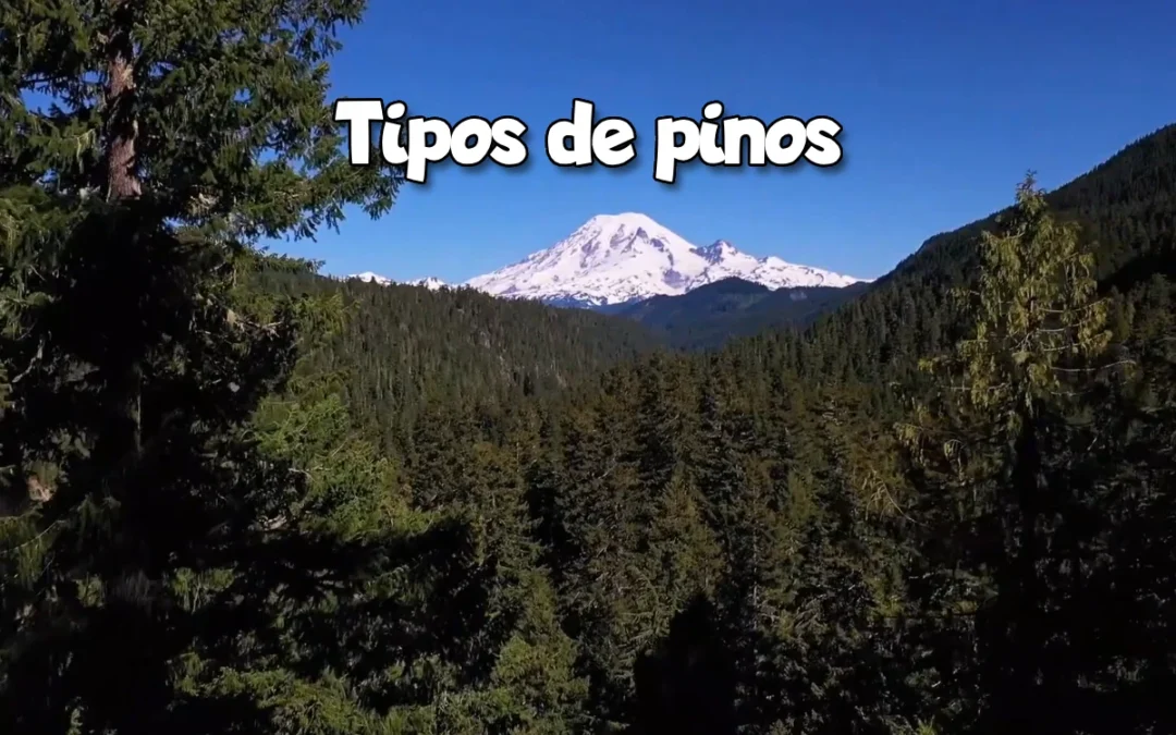 especies y tipos de pinos