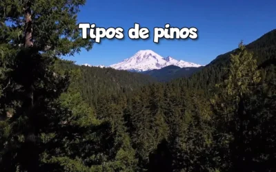 Especies y tipos de pinos: características y usos en España