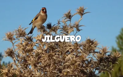 Jilguero: Disfruta de su canto en libertad y cuándo observarlo en el campo