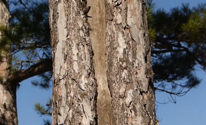 tipos de troncos de pinos