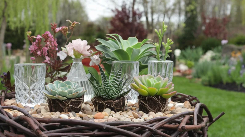 Cuidado general de nuevas plantas suculentas