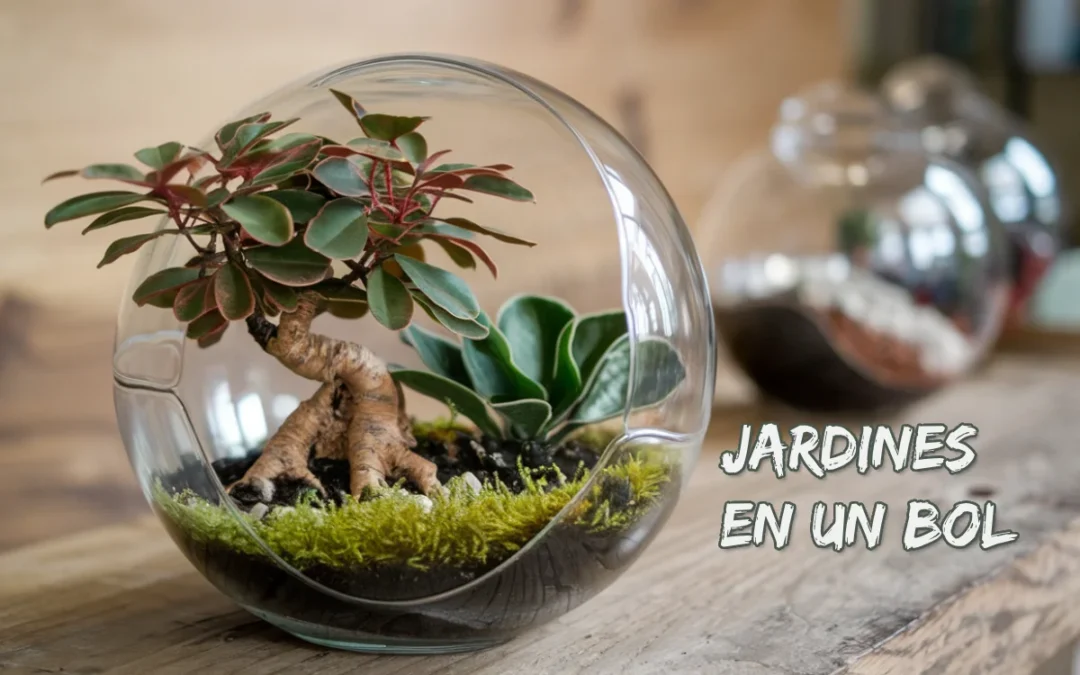 Jardines en un bol