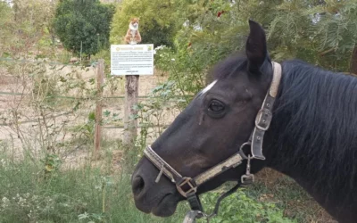 Todos los Caballos del Mundo en situación crítica – Ayuda urgente