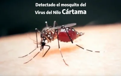 Detectada la presencia del mosquito Virus del Nilo Occidental en Cártama