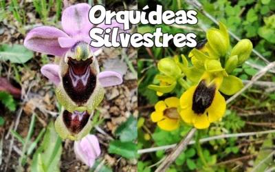 Magia de las orquídeas silvestres en la naturaleza de Málaga