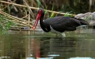 La cigüeña negra en Río Grande, Coín y otros puntos del Valle del Guadalhorce