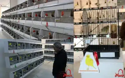 Ciudad de Álora celebra con éxito el XXI Concurso Ornitológico con 500 canarios