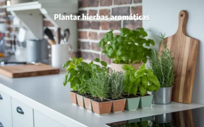 ¿Cómo plantar hierbas aromáticas en casa? La guía definitiva