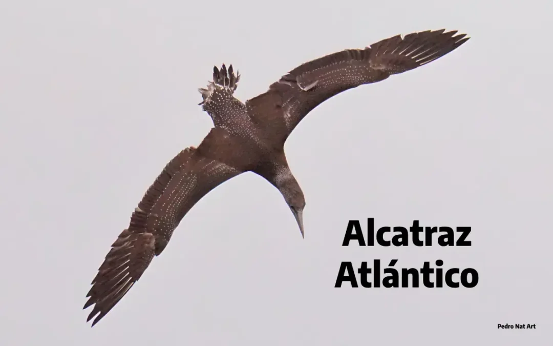 Alcatraz atlántico desembocadura Guadalhorce