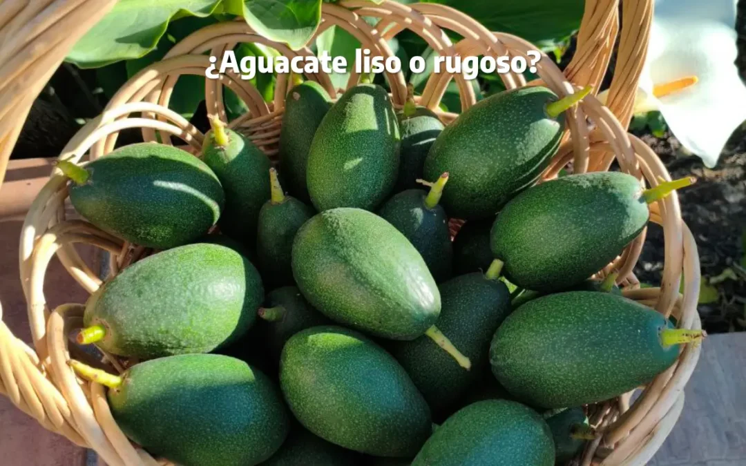 aguacate liso o rugoso