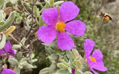 Concurso de Fotografía Polinizadores en la Provincia de Málaga impulsa la ciencia ciudadana y la biodiversidad