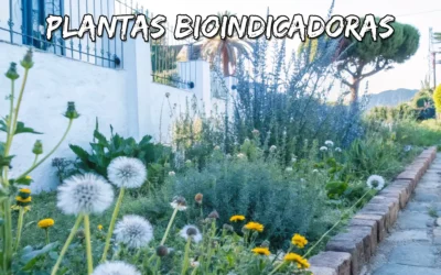 Plantas bioindicadoras: Descifrando las condiciones del suelo en el Valle del Guadalhorce