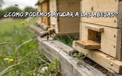 Cómo ayudar a las abejas: 10 acciones sencillas para su conservación